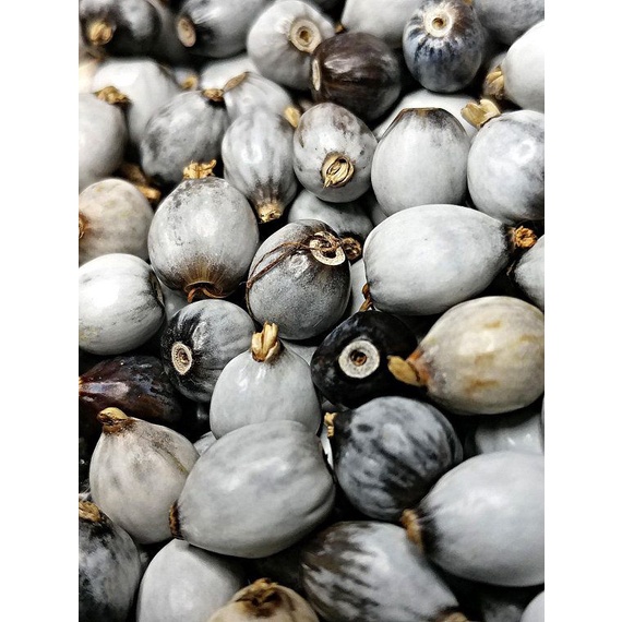 Flash Sale - Bibit Benih Hanjeli - 5 Gram