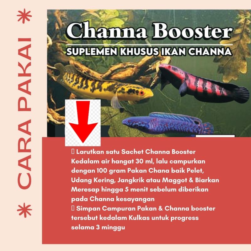 CHANNA BOOSTER Obat Mutasi Warna dan Suplemen khusus ikan Chana