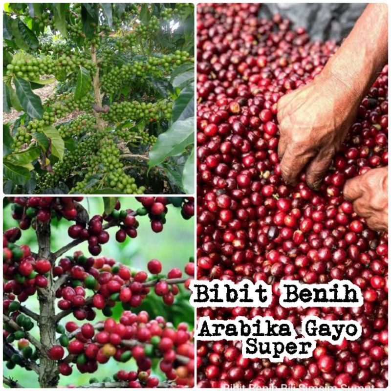 

1 Kg Bibit Kopi Arabika Ateng Super Pucuk Hijau, Pucuk Cokelat Takengon