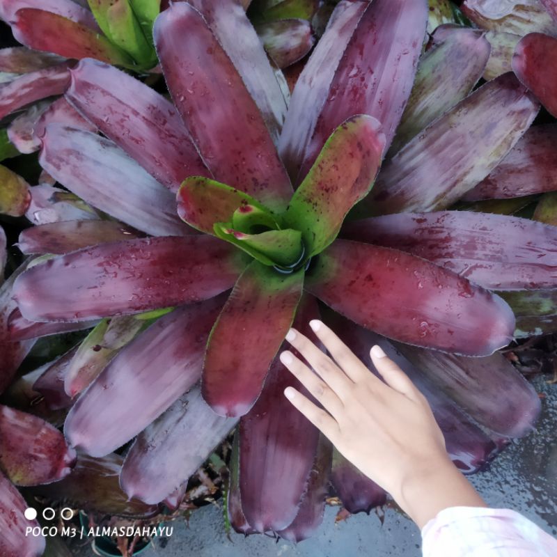 Bromelia Giant Red