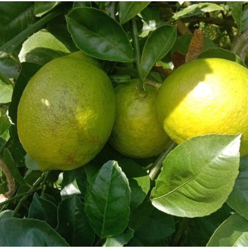 

buah jeruk lemon kalipornia/california (1kg)