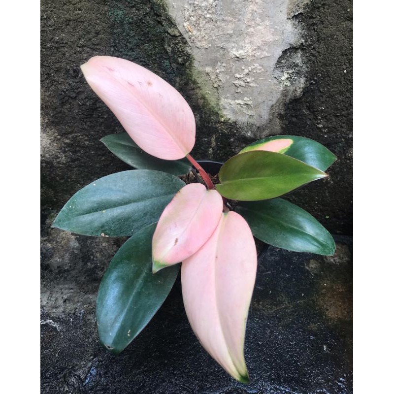 tanaman hias philodendron pink princess/pink congo