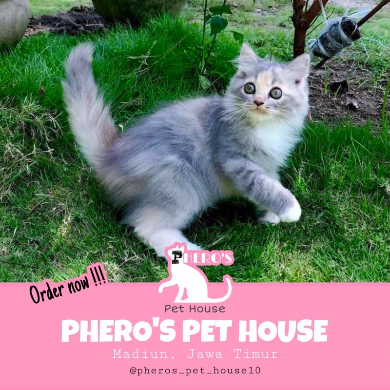 Kucing Persia Kitten #pherospethouse Pheros Pet House