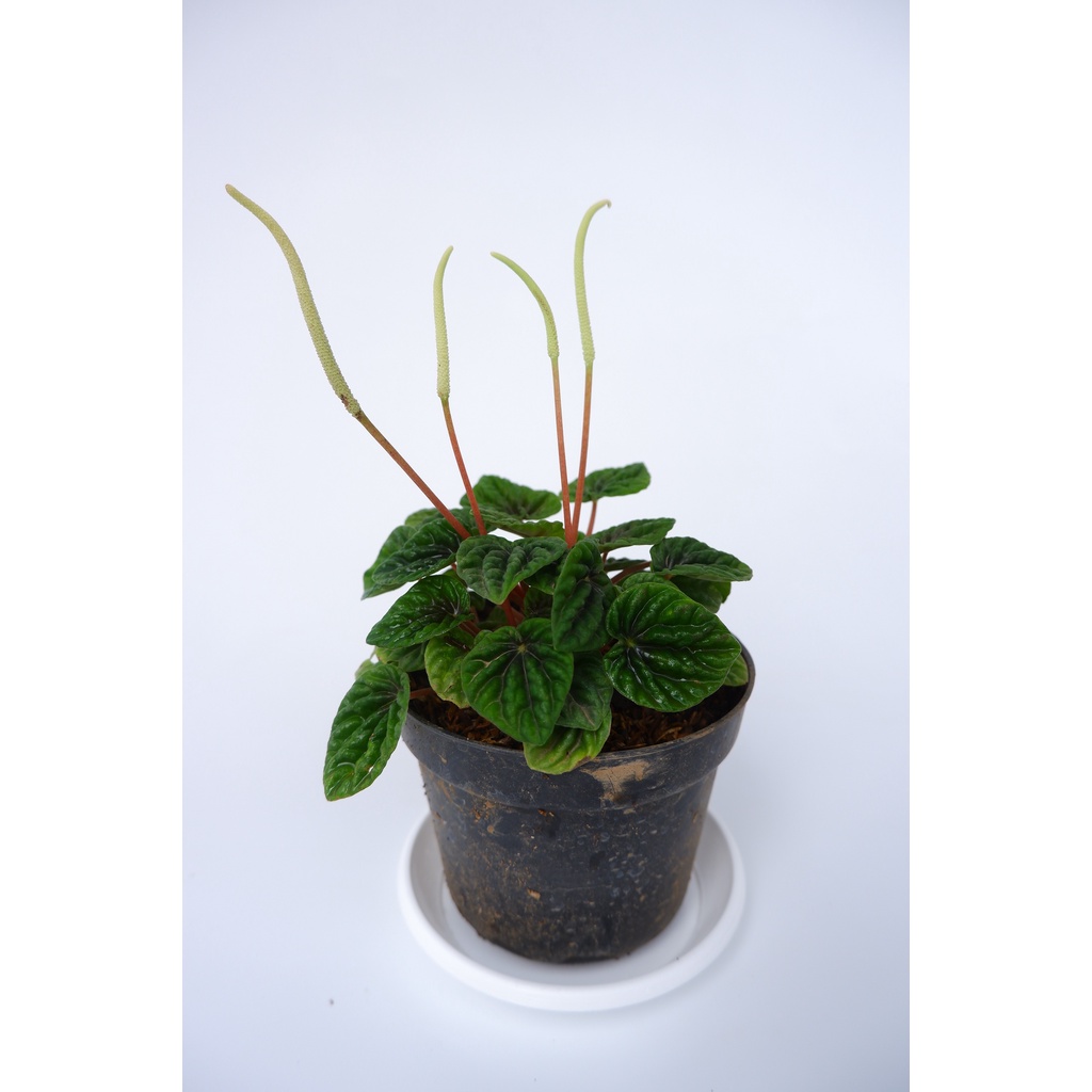 Peperomia Hijau - Tanaman Hias