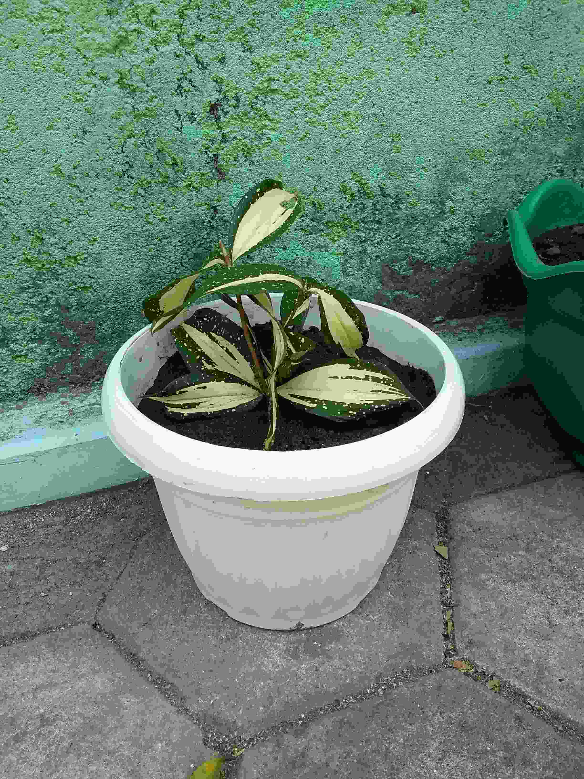 Tanaman Hias Dracena Milky-drasena Milky