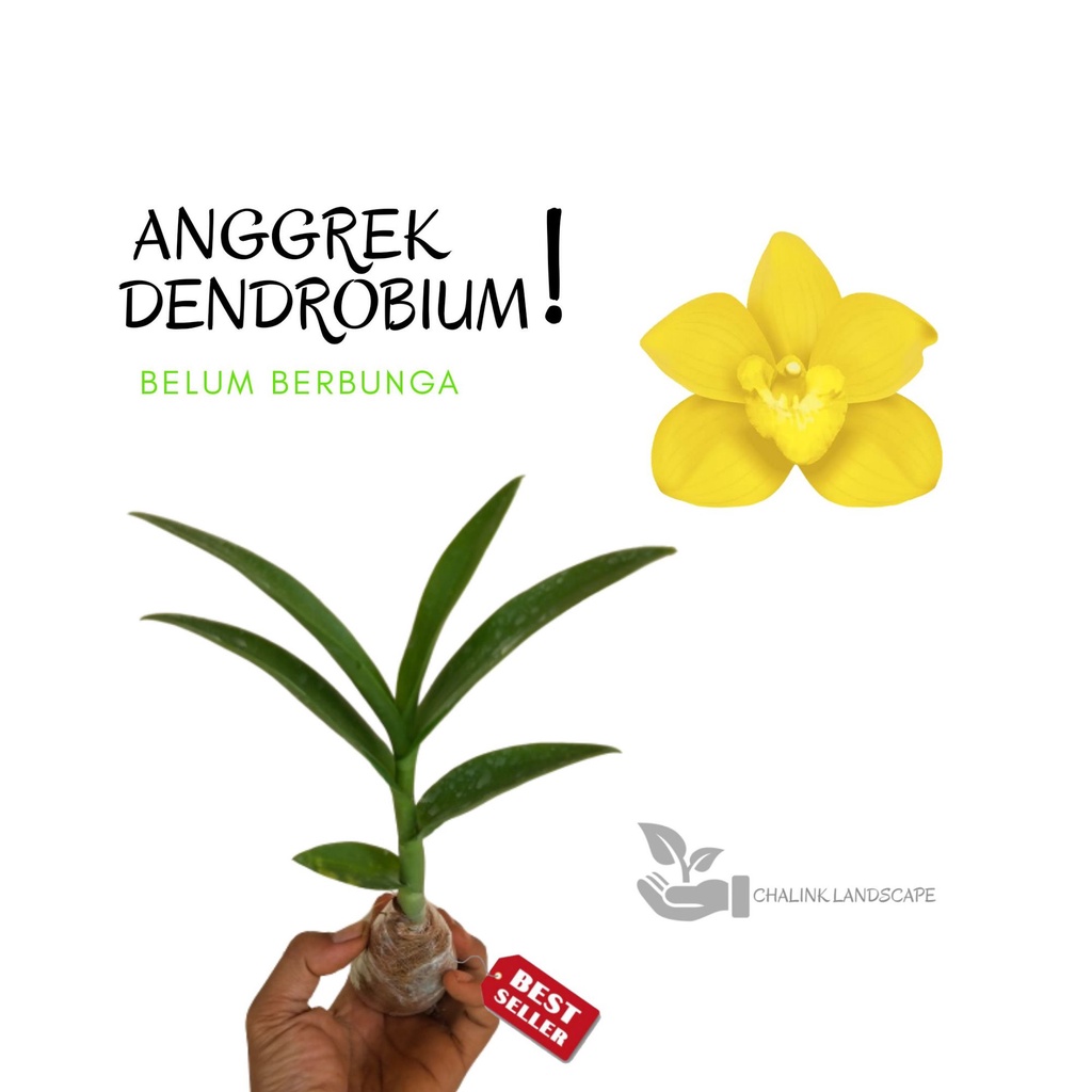 anggrek Dendrobium dewasa siap berbunga bunga kuning - bibit anggrek - tanaman anggrek - angrek dend