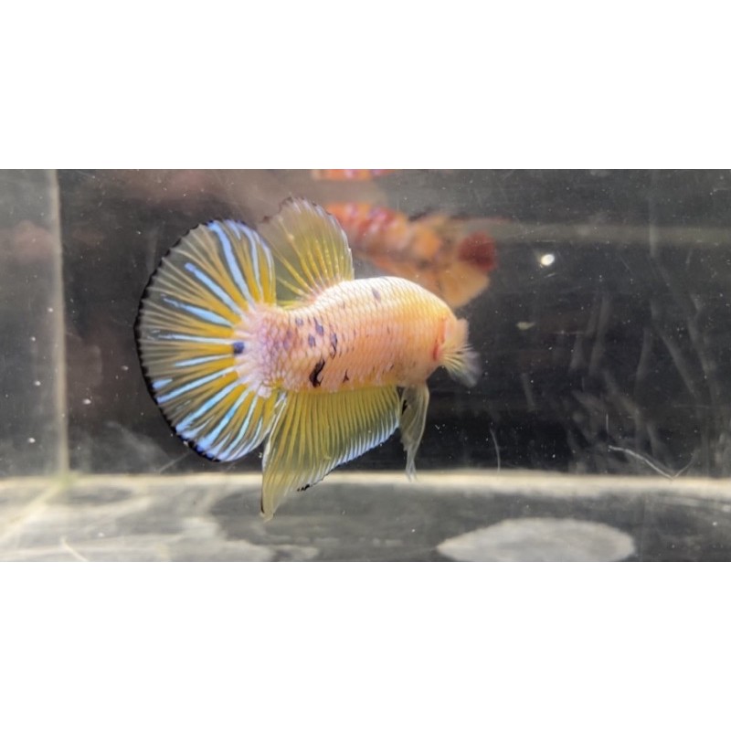 Cupang Baby Giant Yellow Fancy