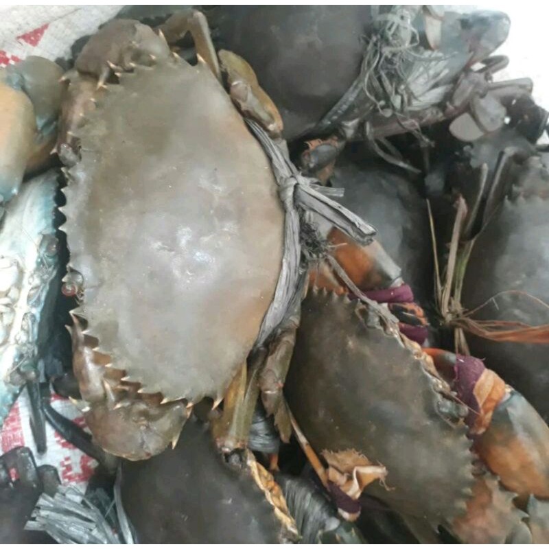 

kepiting super (Frozen 1kg)