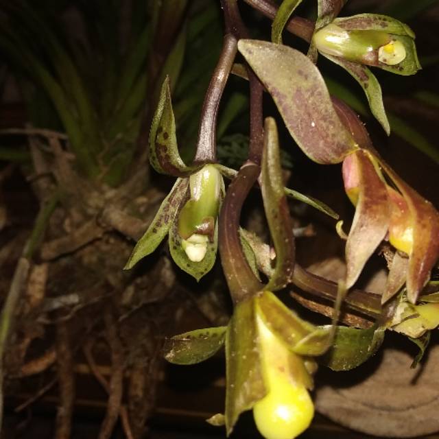 Anggrek simbidium sigmodeum