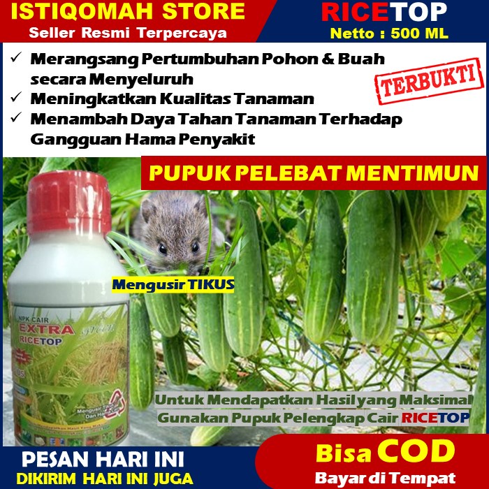 RICETOP 500ml Pupuk Perangsang Buah Mentimun - Pupuk Penyubur Daun Dan Buah Mentimun - Pupuk Buah Super Lebat Mentimun - Pupuk Buah Untuk Tanaman Timun Mentimun Bonteng - Pupuk Semprot Cair Untuk Tanaman Mentimun Timun Bonteng TERLARIS MURAH