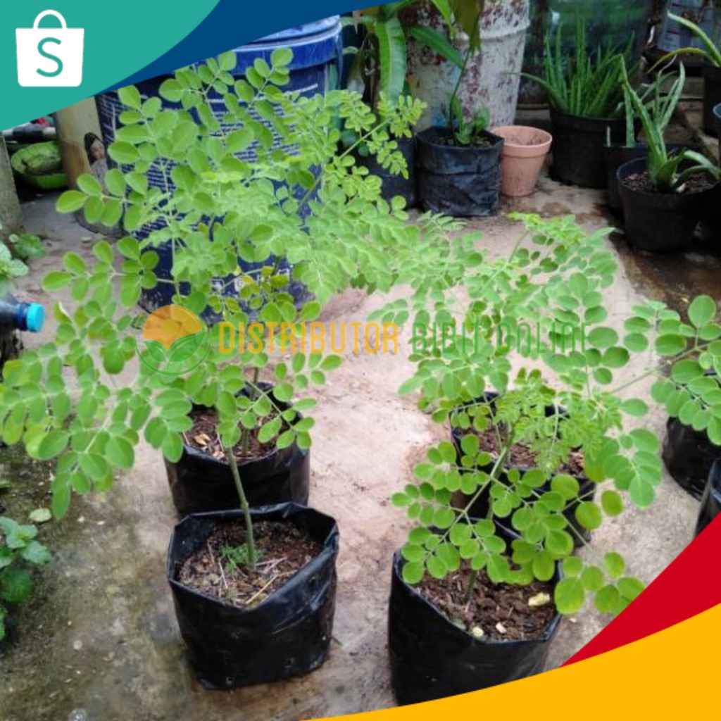 bibit pohon kelor bibit okulasi majalengka