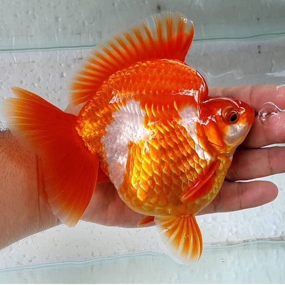 Ikan mas koki Ryukin 10-12 m (jumbo) BUY 3 GET 1(small) | Shopee Indonesia