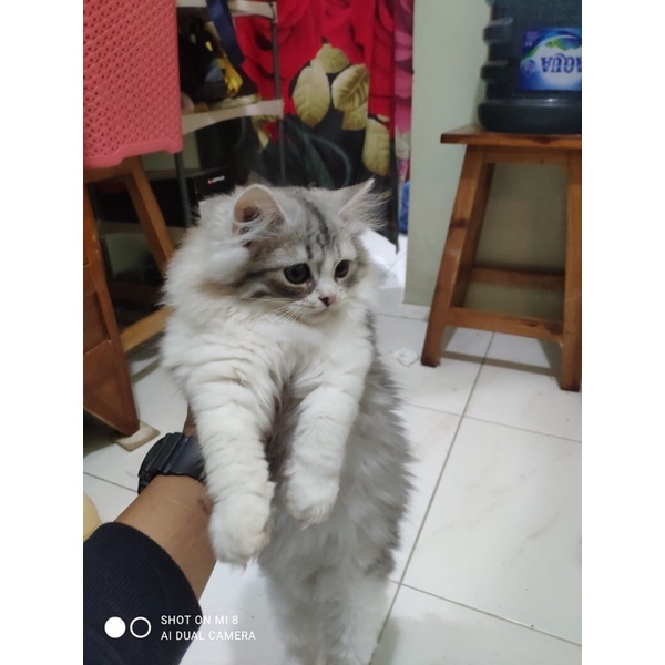 kucing lucu adopt kucing bekasi mochiicatss bekasi