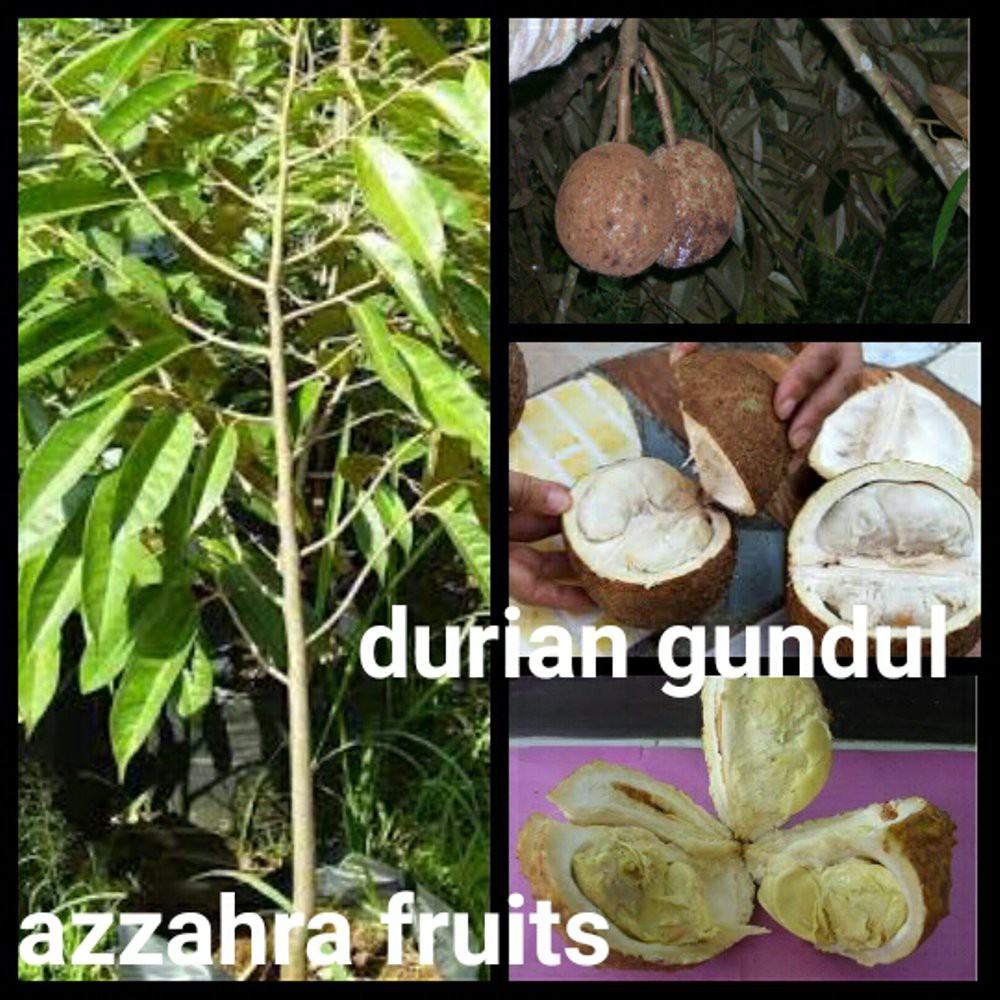 

durian gundul