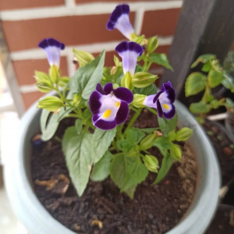 Tanaman Hias Mata Kucing - Torenia Fourneri - Sudah Berbunga