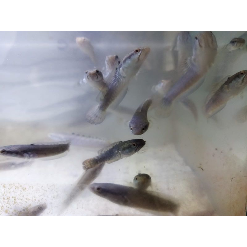 red strip pulchra 5-7 cm