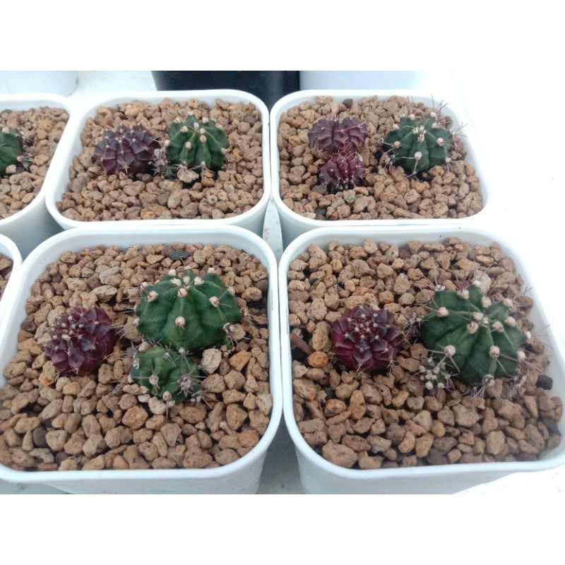 Paket Kaktus Gymno Miha & Red Korea (Sukulen, Lithops, Astrophytum asterias)