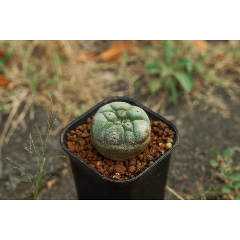 lophophora williamsii