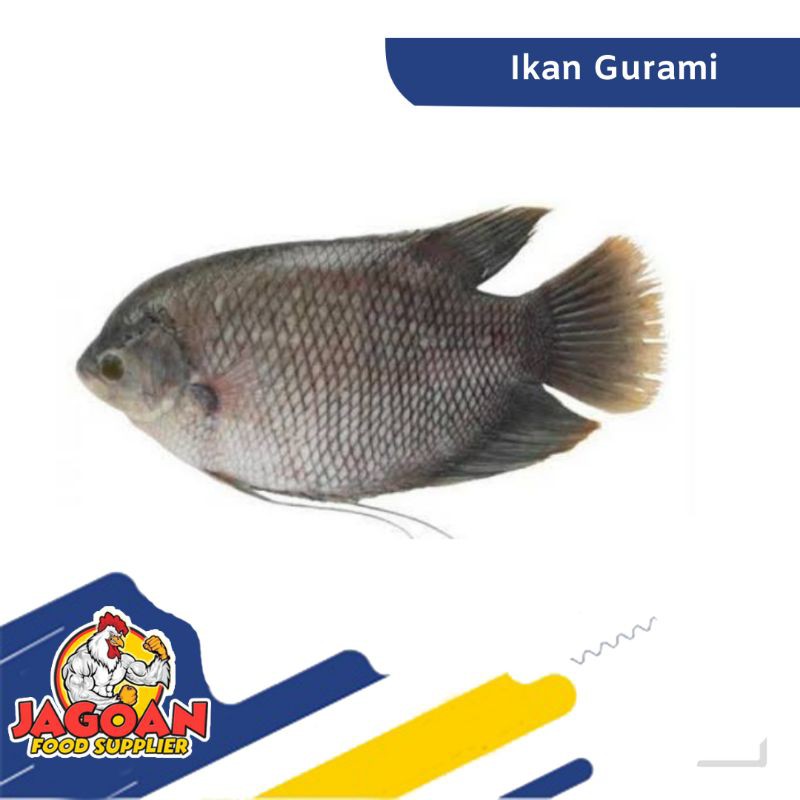 

Ikan Gurame Per Kg / Ikan Segar