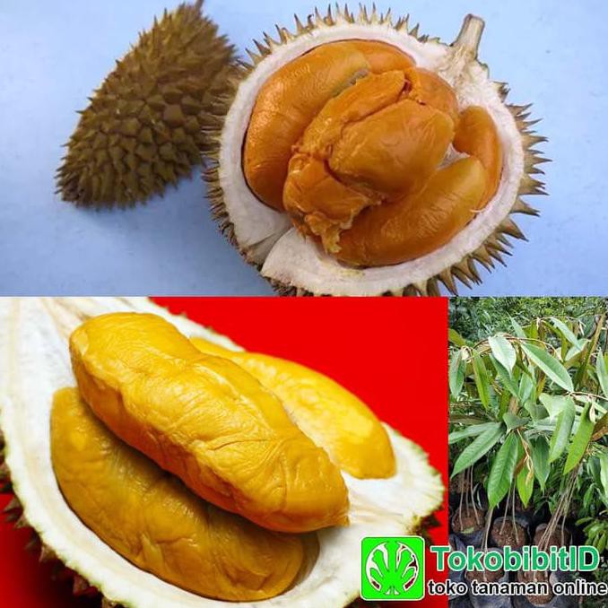 Grosir Tanaman Durian Duri Hitam Kaki 3 - Tinggi 1 Meter *_$