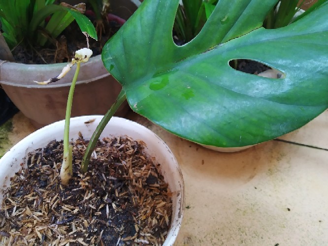 Turus Ijuk Penyangga Tanaman  50 Cm