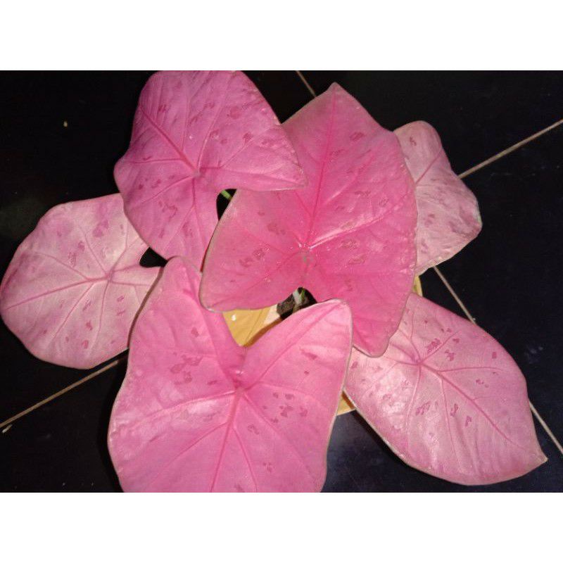 CALADIUM SEXY PINK THAILAND (REMAJA)
