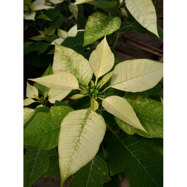 Tanaman Kastuba Putih