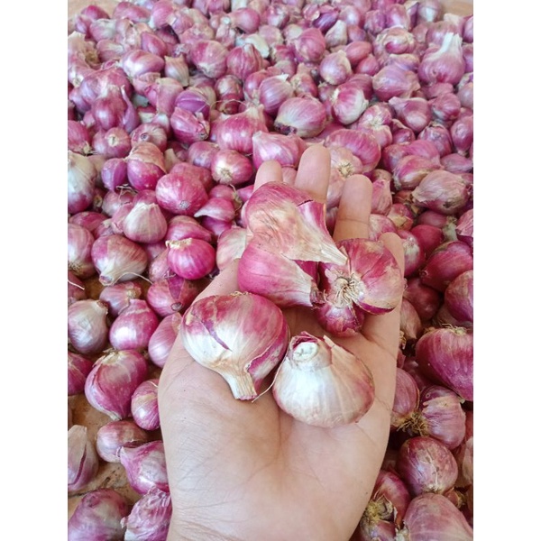 

bawang merah murah 1kg