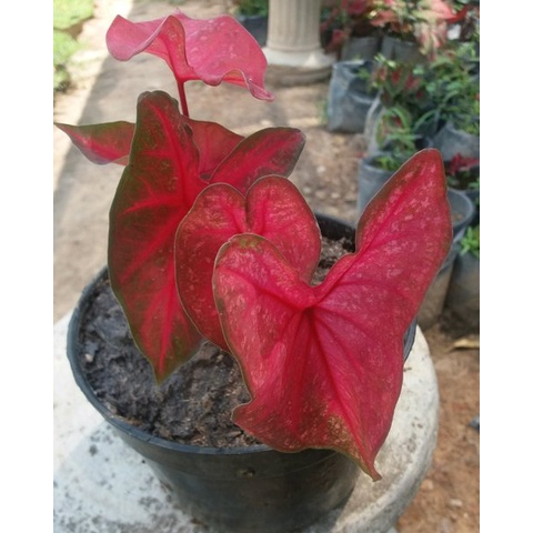 Bunga Caladium Mirzani Tanaman Hias Bunga Keladi Murah Keladi Mirzani Ready Stok