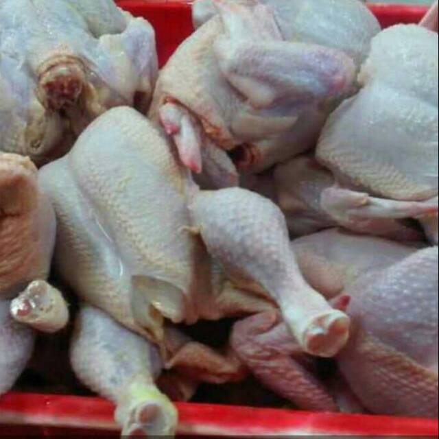 

Daging ayam fresh