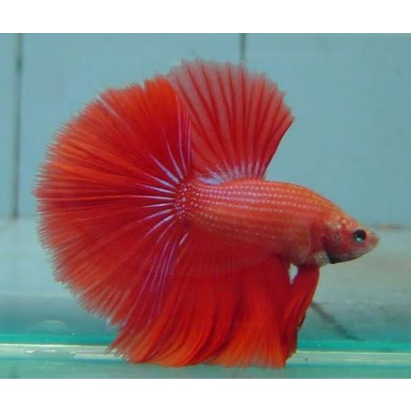 ikan cupang halfmoon red