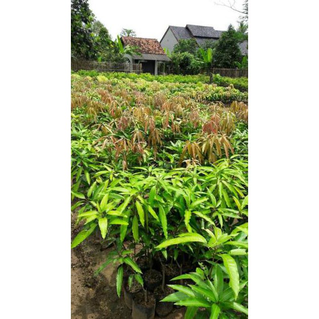 Bibit Tanaman Buah Mangga Gedong Gincu c1lo