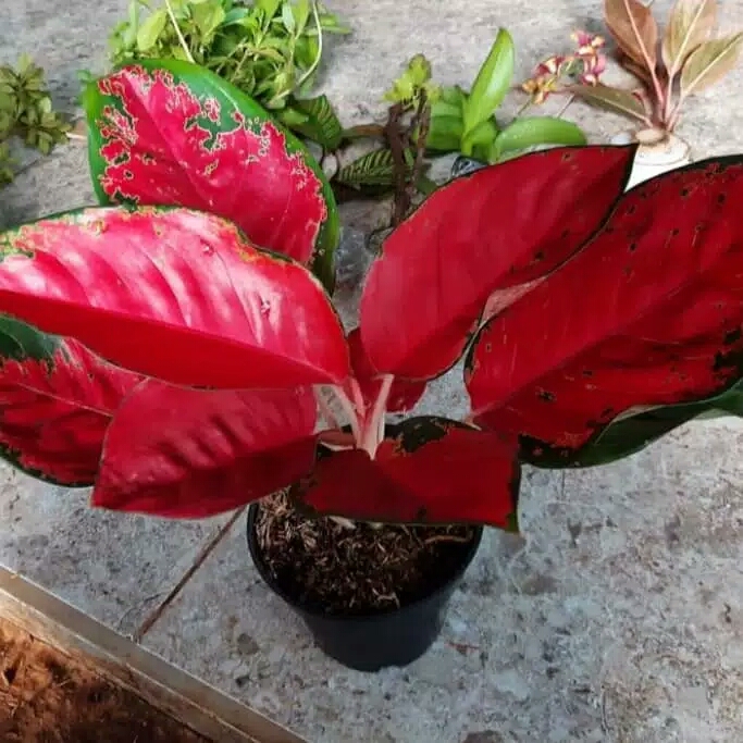tanaman hias aglonema red suksom