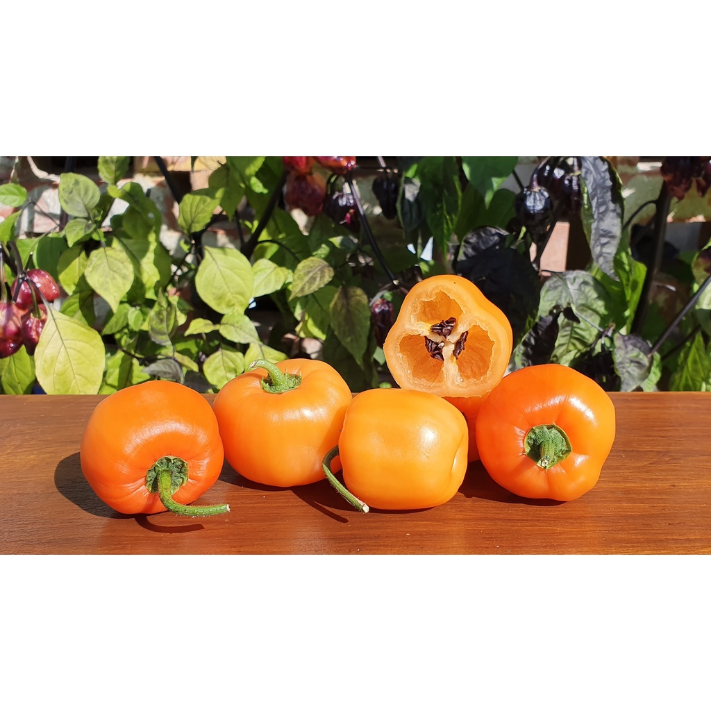 Benih Bibit Biji - Cabai Rocoto Orange Cabe Gendot Oranye (Biji Berwarna Hitam) Pepper Seeds