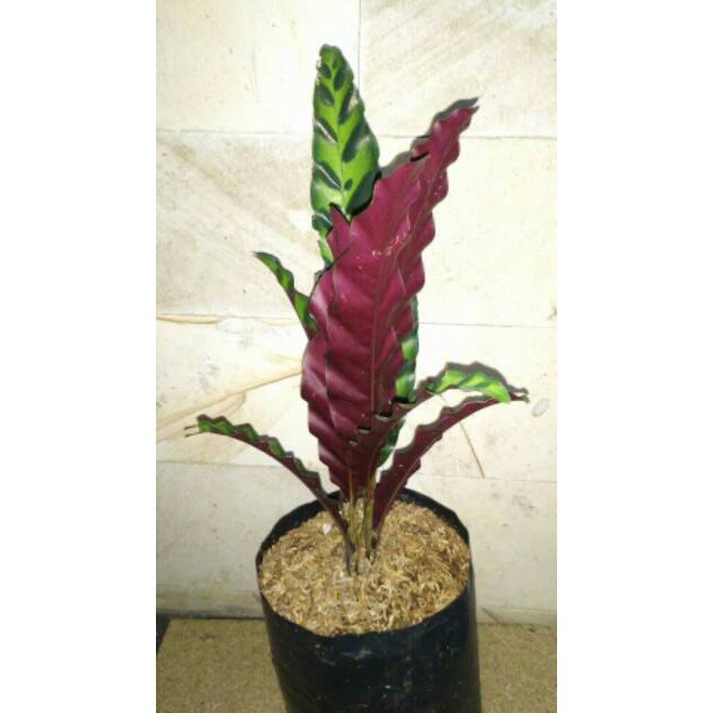 Tanaman hias calathea lancifolia - Pohon meranti ekor merak - meranti bulu ayam