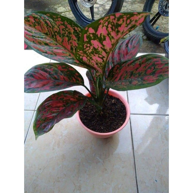 bunga aglonema Venus dewasa super