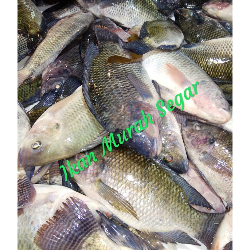 

IKAN NILA SEGAR