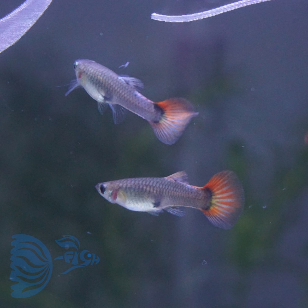 paket guppy PRTBE platinum red tail big ear betina indukan isi 6 ekor