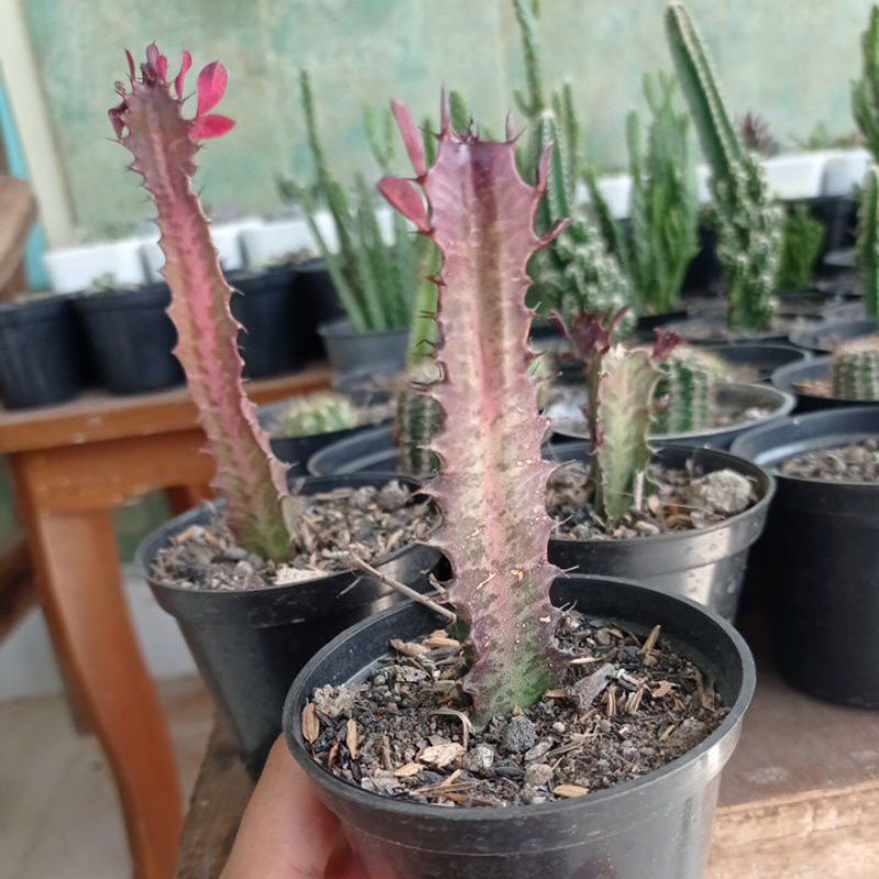 kaktus euphorbia