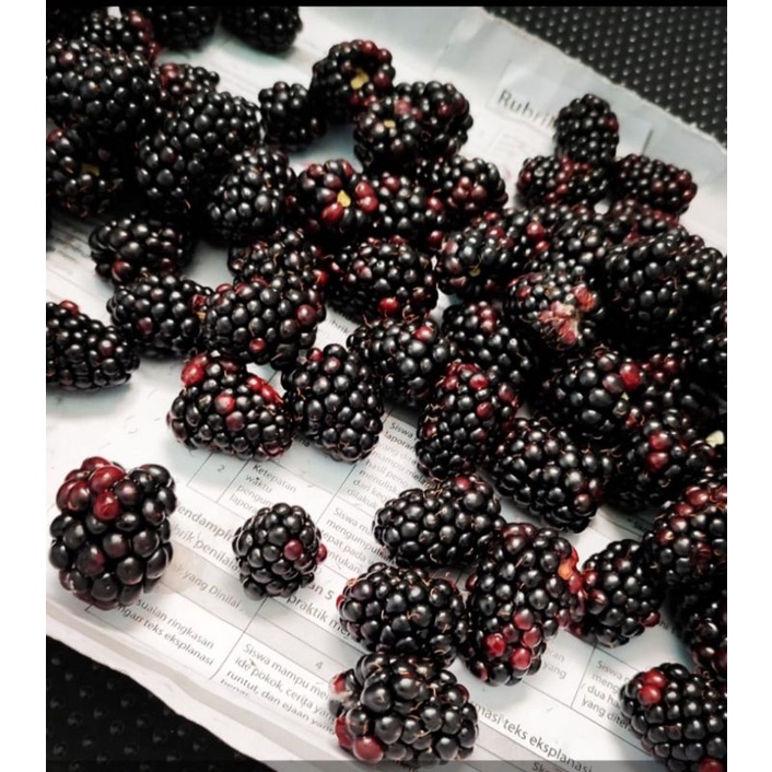 

Blackberry Holland