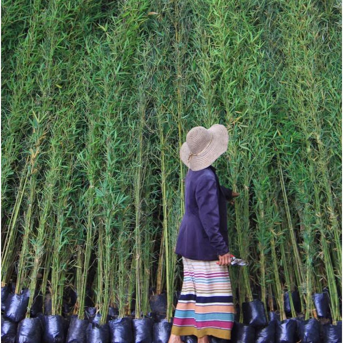 Bibit Tanaman Hias Bambu Cina Hijau 60Cm