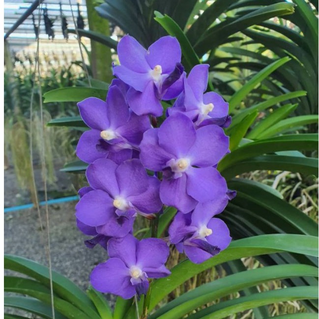 Anggrek Vanda Biru  / Soft Blue Hybrid Dewasa Siap Spike