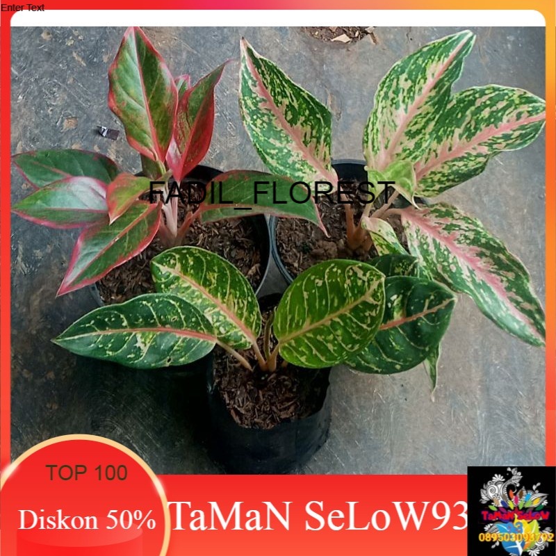 paket 3 aglonema SEED_AGLONEMA