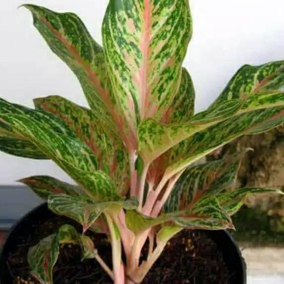 Gold Promo☄️ Aglonema Butterfly Termurah | BIG SALE | New event | Splash