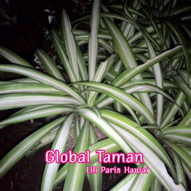 Tanaman hias lili  paris  hawai Tanaman hias spider plant 