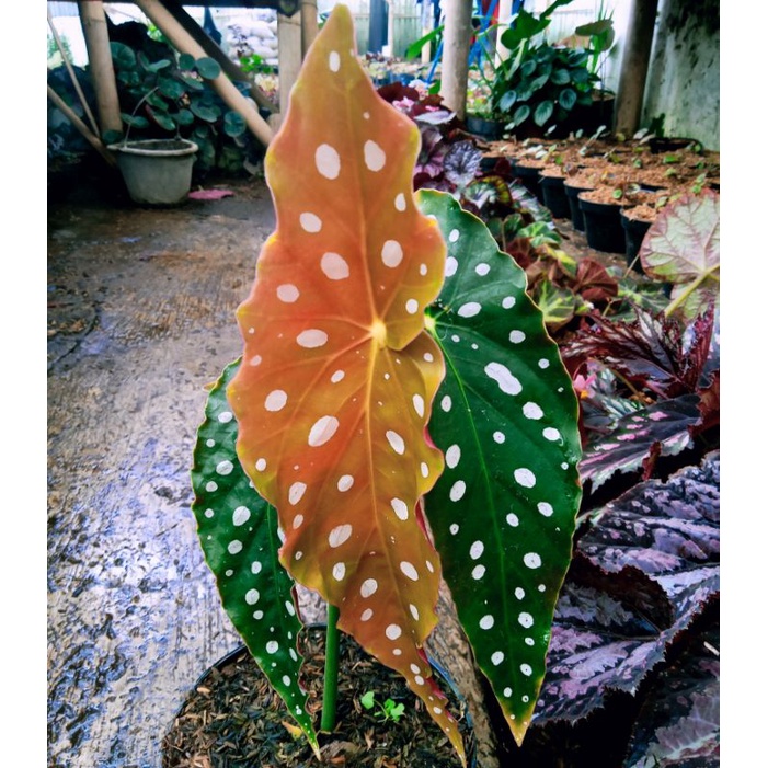 Tanaman hias begonia polkadot Angel wing/polkadot moca