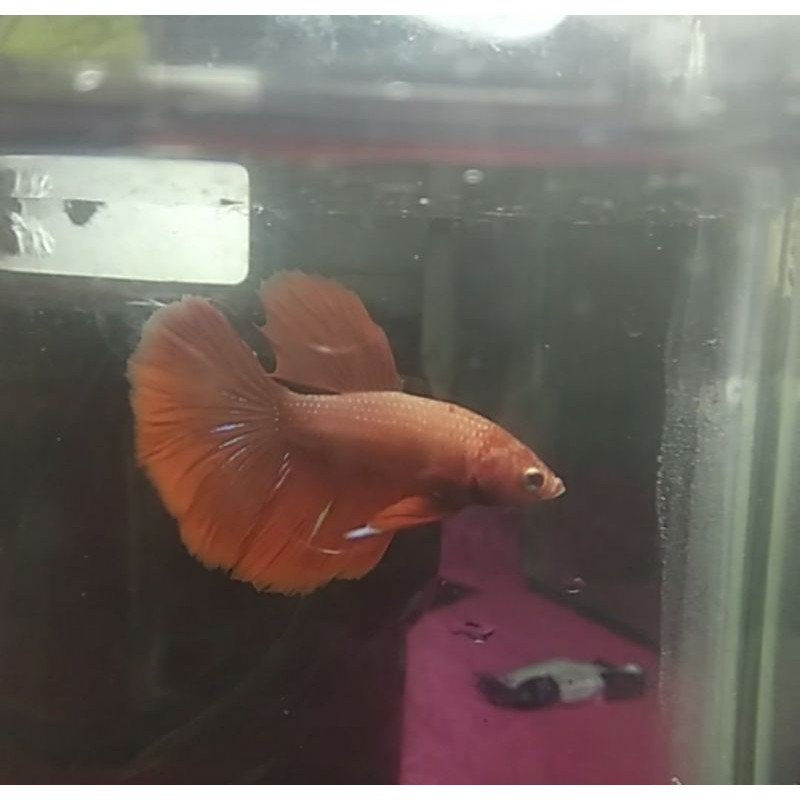 

ikan cupang hias halfmoon super red