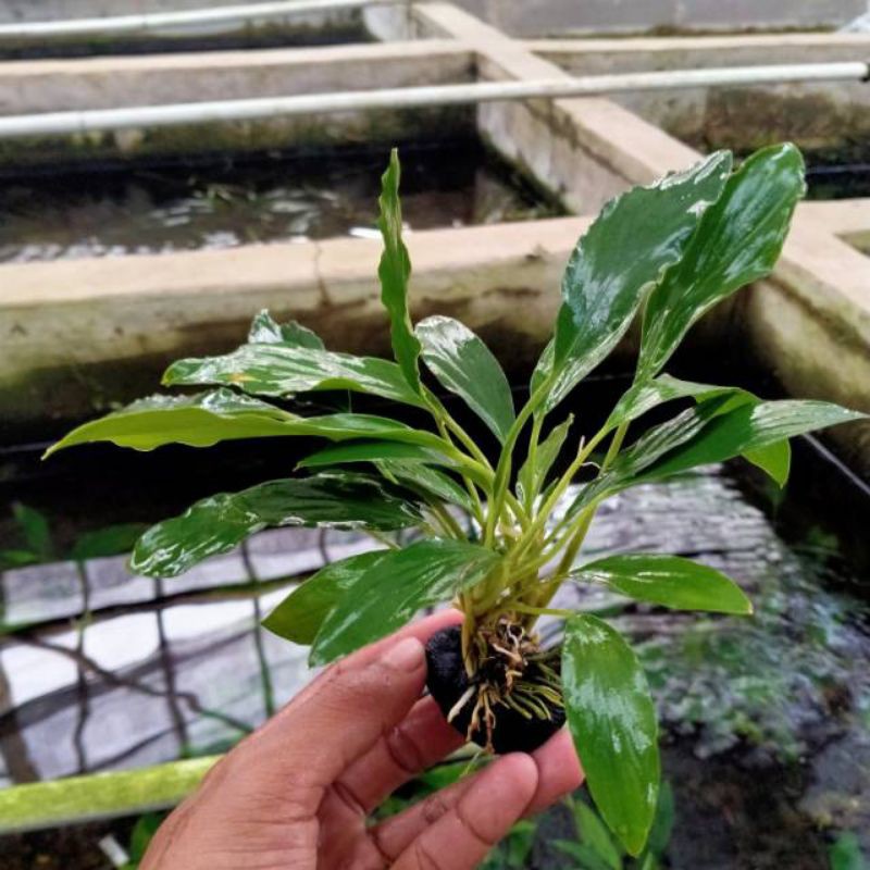 tanaman akuarium anubias sp wabikusa