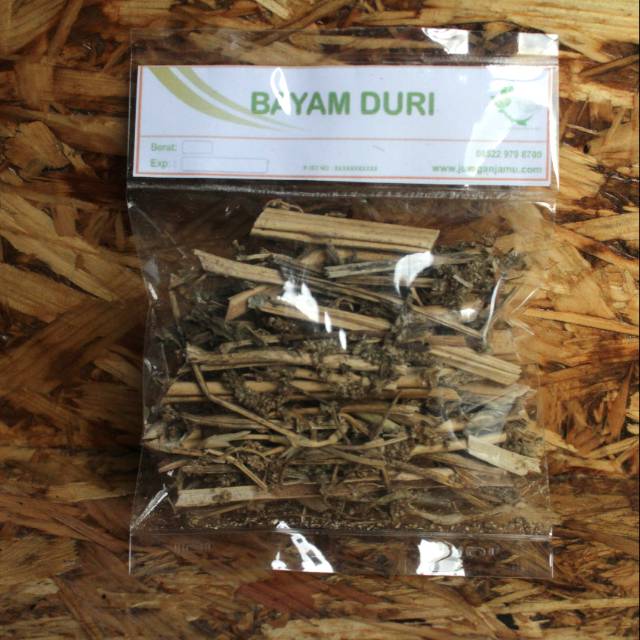 

Bayam duri kering herbal jamu / tanaman (Amaranthus spinosus)