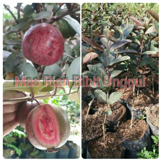 Bibit Jambu Kristal Merah Atau Jambu Australia